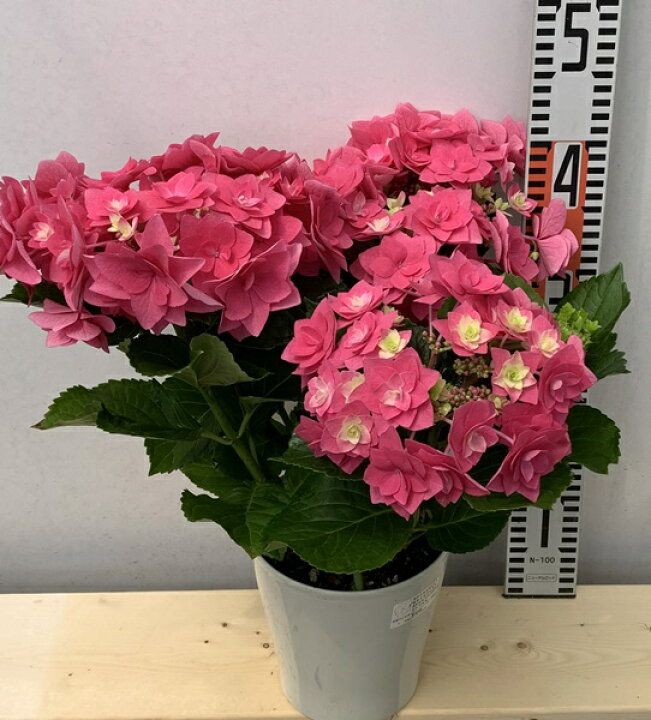 楽天市場 屋外管理苗 アジサイ 紫陽花 あじさい フレーム 6号鉢植え C14 千草園芸