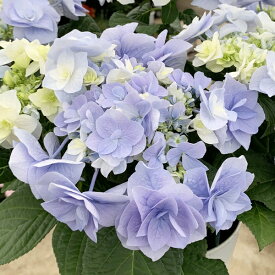 楽天市場 鉢植え 花 室内 種類 植物 アジサイ の通販