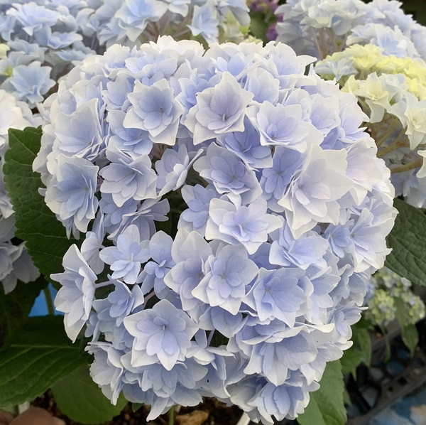 長野県オリジナル最新の品種 アジサイ 紫陽花 あじさい 星てまり ホシテマリ 6苗鉢