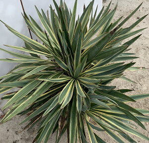 観葉植物 グロリオサ 観葉植物の人気商品 通販 価格比較 価格 Com