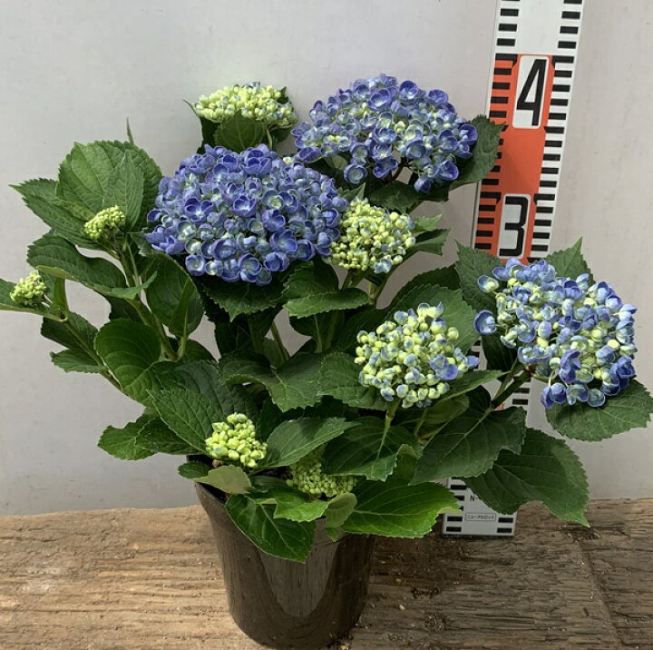 楽天市場 花終わり アジサイ 紫陽花 あじさい ホップコーン 6号苗 21年入荷株 千草園芸 楽天市場 花終わり アジサイ 紫陽花 あじさい ホップコーン 6号苗 21年入荷株 千草園芸