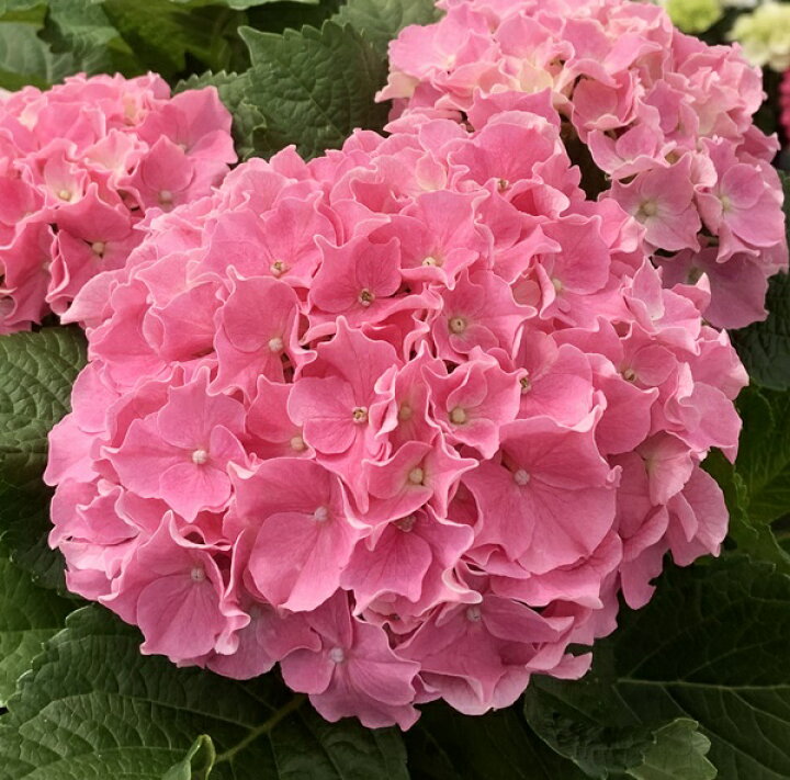 楽天市場 花咲き過ぎ 秋色 アジサイ 紫陽花 あじさい サーファー シーサイドピンク ピンク パープル 5号鉢植え 22年入荷株 千草園芸