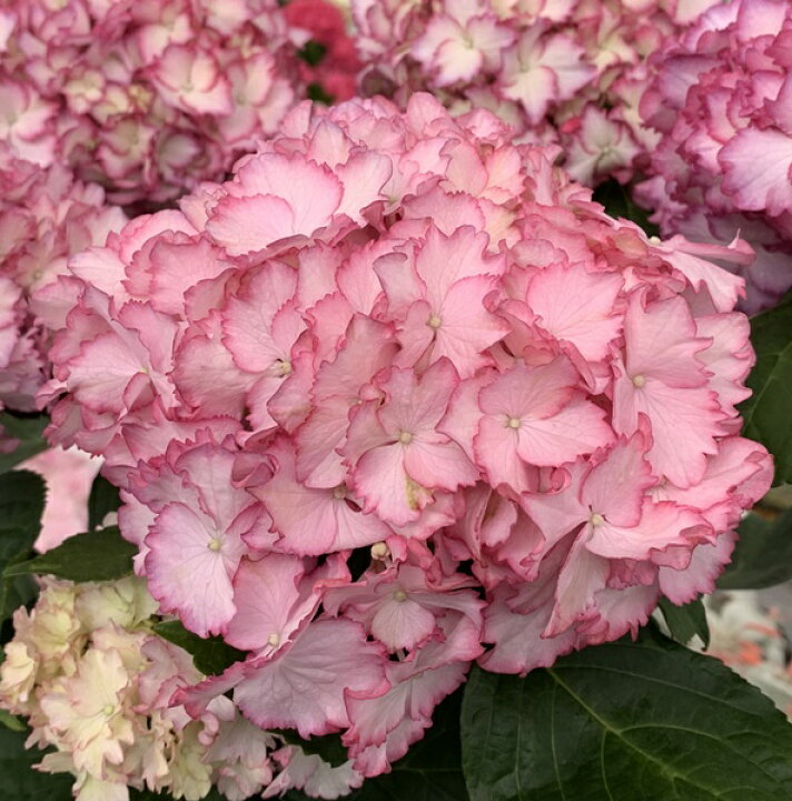 楽天市場 開花株 アジサイ 紫陽花 あじさい マジカルカラーカラードリーム 5号鉢植え 22年入荷株 千草園芸