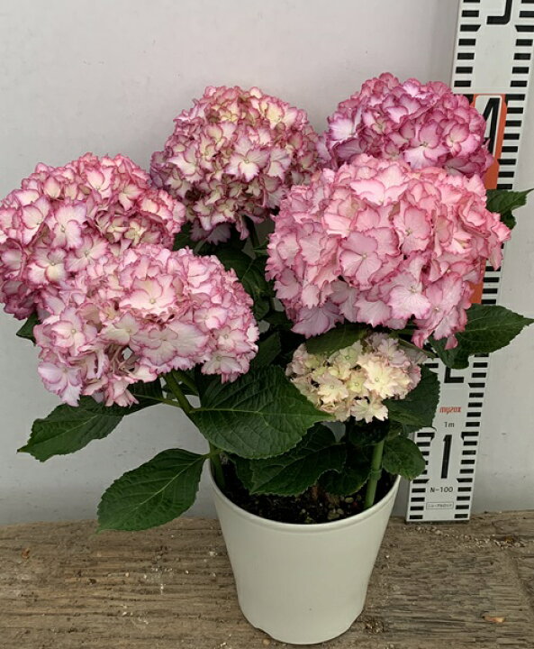 楽天市場 開花株 アジサイ 紫陽花 あじさい マジカルカラーカラードリーム 5号鉢植え 22年入荷株 千草園芸