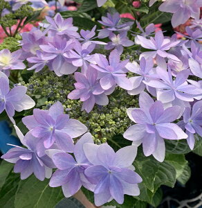 アジサイ 鉢植え 5号 生花の人気商品 通販 価格比較 価格 Com アジサイ 鉢植え 5号 生花の人気商品 通販 価格比較 価格 Com