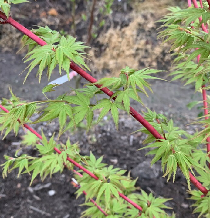 楽天市場 サンゴカクモミジ 珊瑚閣紅葉 苗木 1 3m シンボルツリーに最適な苗木 植木 庭木 千草園芸