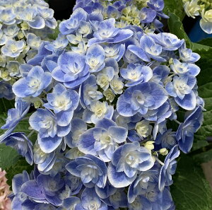 苗 紫陽花の人気商品 通販 価格比較 価格 Com
