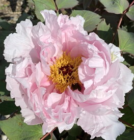 楽天市場 牡丹 鉢植えの通販