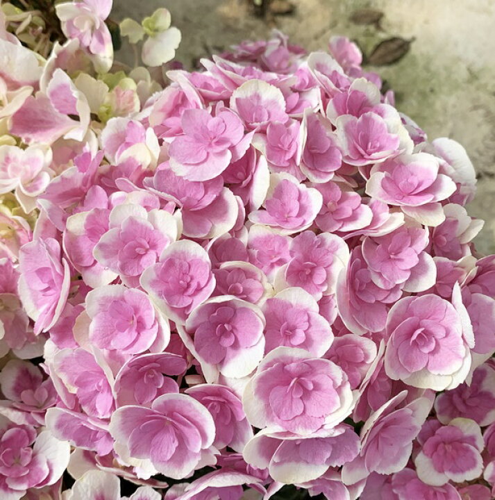 楽天市場 花終わり アジサイ 紫陽花 あじさい フレアドロップ ドリップテマリ ピンク 5号鉢植え 22年入荷株 千草園芸