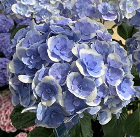 楽天市場 あじさい 花終わりの通販