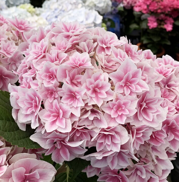楽天市場 開花株 アジサイ 紫陽花 あじさい ふぶき フブキ ピンク 5 5号鉢植え 22年入荷株 千草園芸