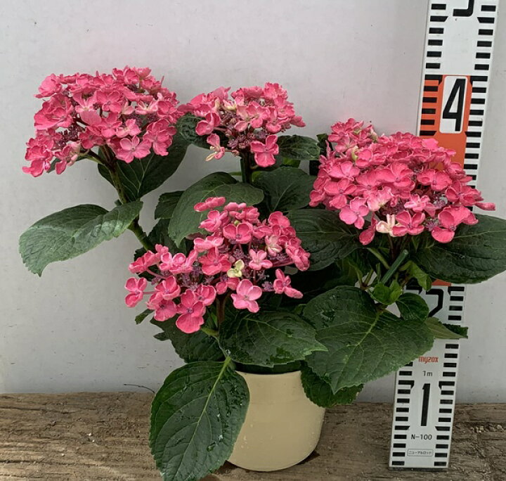 楽天市場 花終わり アジサイ 紫陽花 あじさい 華あられ 6号苗 21年入荷株 千草園芸
