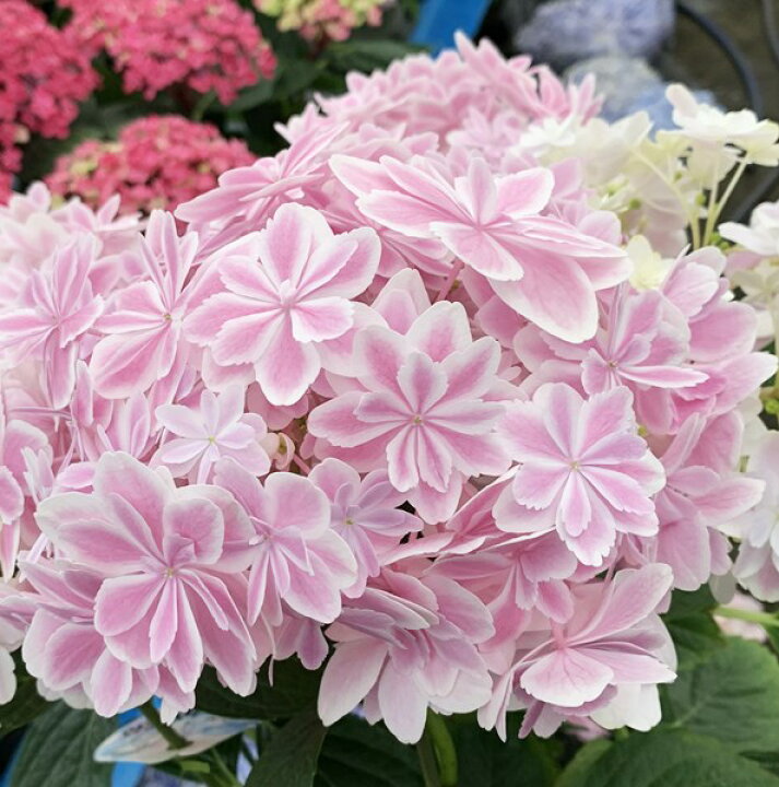 楽天市場 花傷み 訳あり アジサイ 紫陽花 あじさい 万華鏡 マンゲキョウ ピンク 5号鉢 22年入荷株 千草園芸