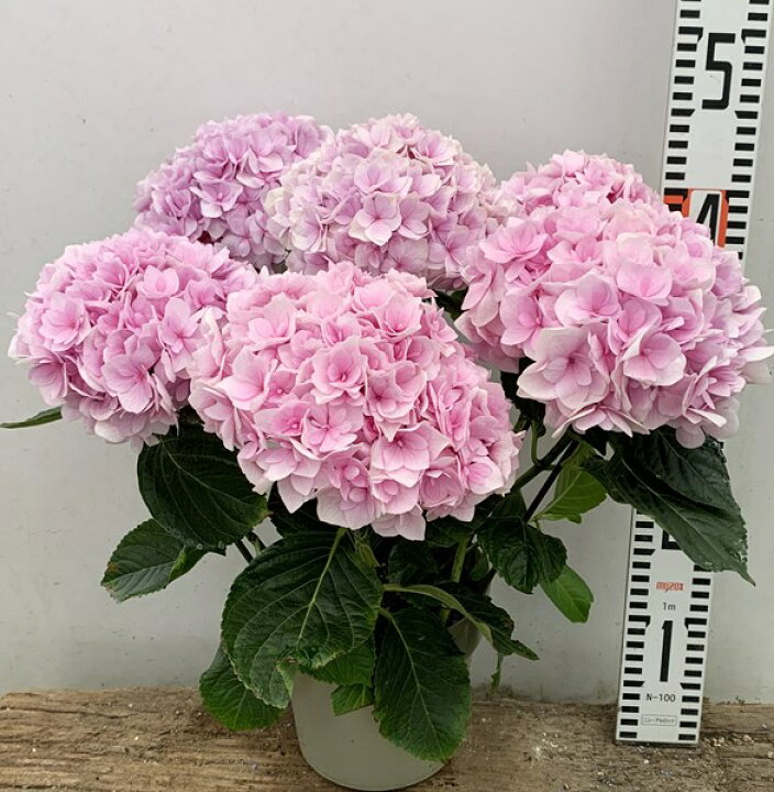 楽天市場 開花株 新品種アジサイ 紫陽花 あじさい ポージーブーケ エリィ ピンク 5号鉢植え 22年入荷株 千草園芸