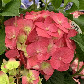 楽天市場 紫陽花 赤色の通販