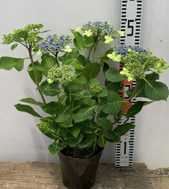 楽天市場】【花芽付き・現品発送】【屋外管理苗】アジサイ（紫陽花 