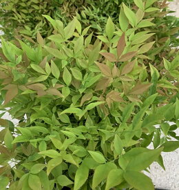 楽天市場 鬼門 に 植える 木の通販