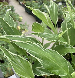 ~EK(䪉)@zCgtFU[@3`3.5|bgc