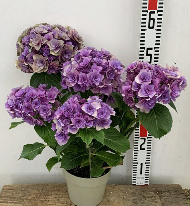 楽天市場 花傷み 秋色 アジサイ 紫陽花 あじさい ポージィブーケ ビビアン パープル 5号 21年入荷株 千草園芸
