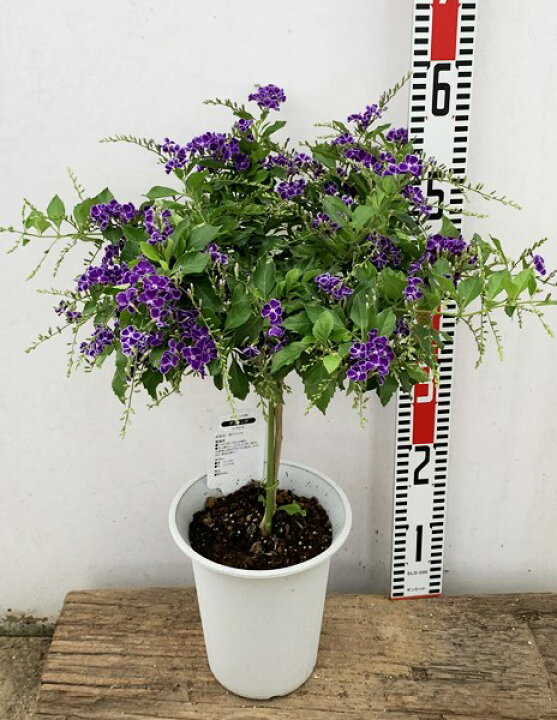 楽天市場 デュランタ パープルラブ宝塚 タカラヅカ 6号鉢植え スタンダード仕立て H04 E06 千草園芸