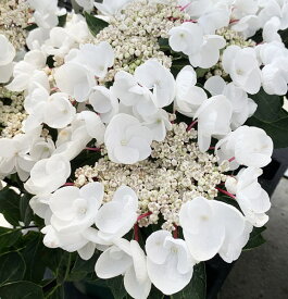 楽天市場 アジサイ 小さい 品種の通販