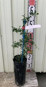 苗 フィンガーライムの人気商品 通販 価格比較 価格 Com 苗 フィンガーライムの人気商品 通販 価格比較 価格 Com