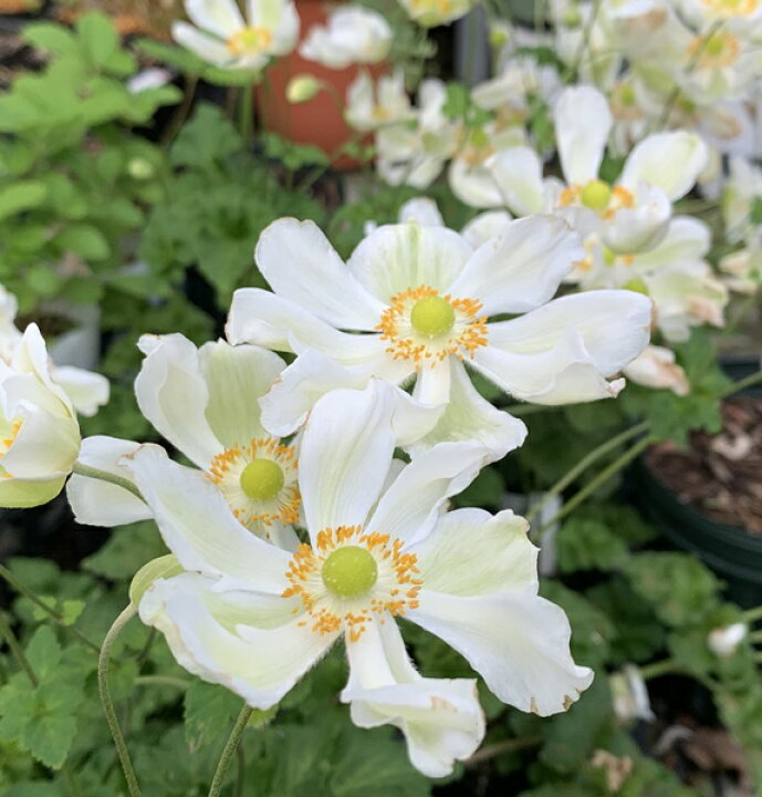 楽天市場 花終わり 秋明菊 シュウメイギク めいげつ 白一重 3号苗 F08 千草園芸