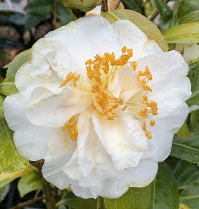 楽天市場 匂い椿 ニオイツバキ 深雪の香 みゆきのかおり 5 5号苗 G05 3 千草園芸