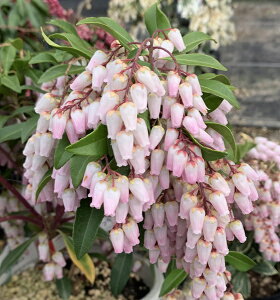 ԉԃAZr XvOx@4.5@c(i07)