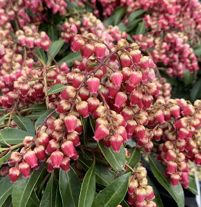 ԉԃAZr o[o^Cio[o^Cj4.5@c؁ii10j