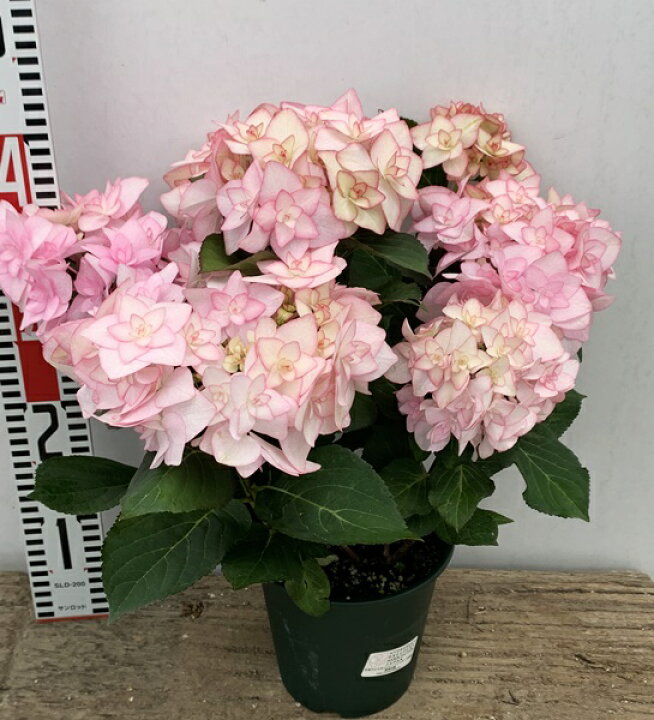 直営限定アウトレット アジサイ 紫陽花 あじさい 雪姫の恋 ユキヒメノコイ 6号苗 F08 Fucoa Cl 直営限定アウトレット アジサイ 紫陽花 あじさい 雪姫の恋 ユキヒメノコイ 6号苗 F08 Fucoa Cl