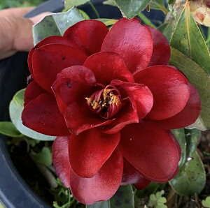 yizցicoLjRiNVEOj6cuM3027v