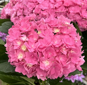 紫陽花 鉢 植木 盆栽の人気商品 通販 価格比較 価格 Com