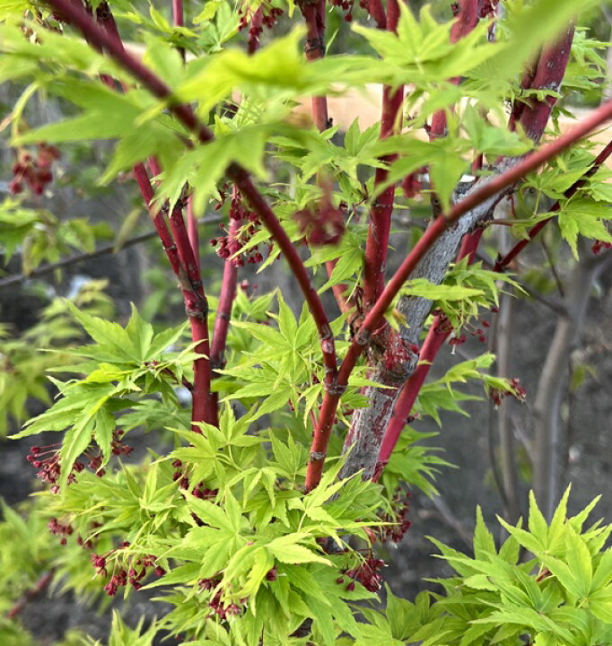 楽天市場 現品 サンゴカクモミジ 珊瑚閣紅葉 苗木 樹高2m 千草園芸