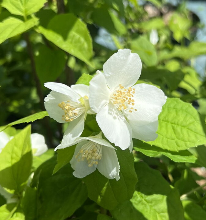 楽天市場 バイカウツギ 一重 7号ポット植え 千草園芸