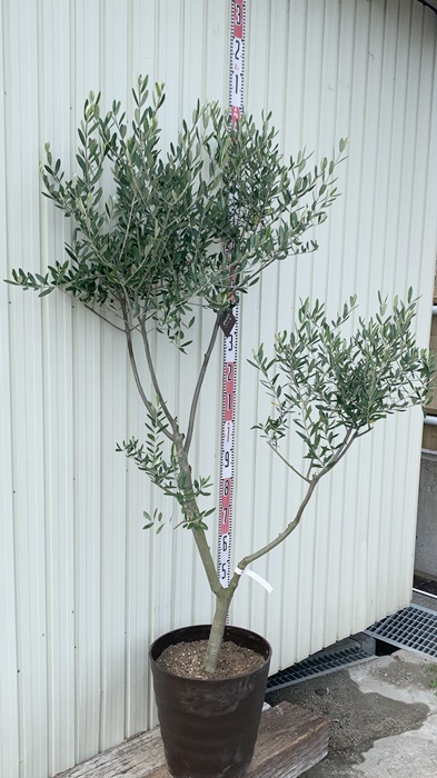 【現品発送】オリーブの木 ルッカ　樹形の整った大株　12号鉢植え　0021 | 千草園芸