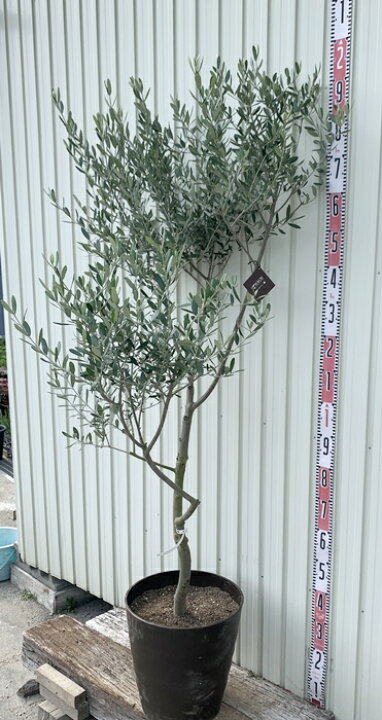 楽天市場 現品発送 オリーブの木 ルッカ 樹形の整った大株 12号鉢植え 0021 千草園芸