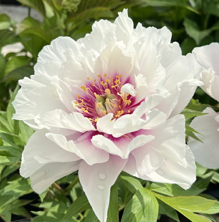 楽天市場】シャクヤク苗(芍薬苗) コーラルイス 7号【ハイブリッド  