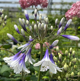 楽天市場 苗物 メーカー サカタのタネ 人気ランキング1位 売れ筋商品