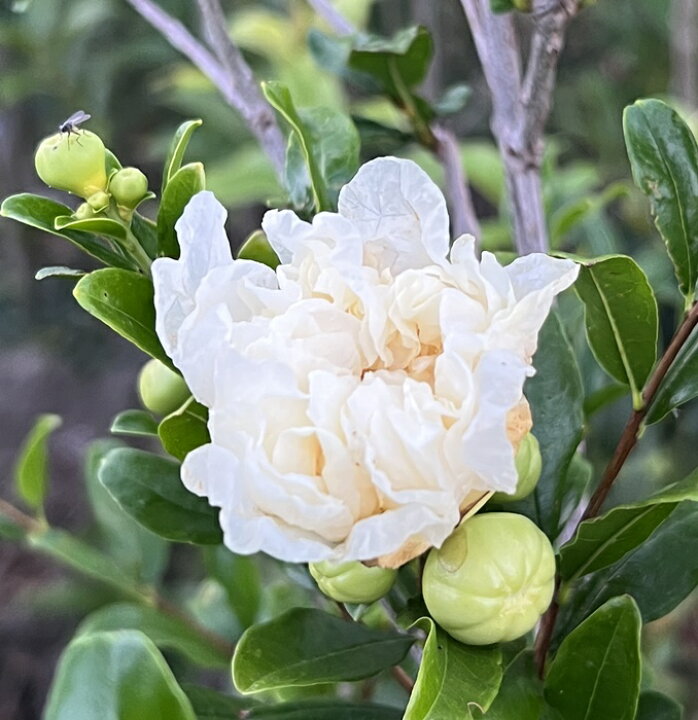 楽天市場 選べる現品 八重咲き花柘榴 花ザクロ 錦袍榴 キンポウザクロ 1 4ｍ 千草園芸