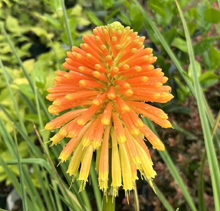 楽天市場 トリトマ ローペリー 4 5号苗 E11 千草園芸