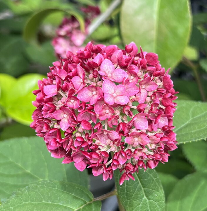 楽天市場 屋外管理苗 ピンクアナベル 紫陽花 あじさい ルビーのアナベル 6号苗 22年入荷株 J03 1 千草園芸