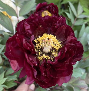 ボタン(牡丹) 苗木 不夜城(フヤジョウ)7号