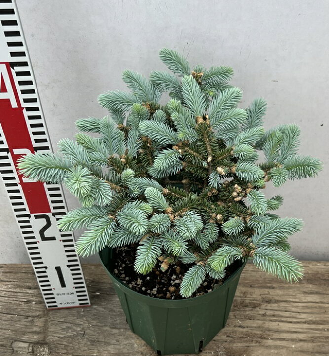 楽天市場】【現品】ピセア・プンゲンストーヒ グラウカ グロボーサ 6 