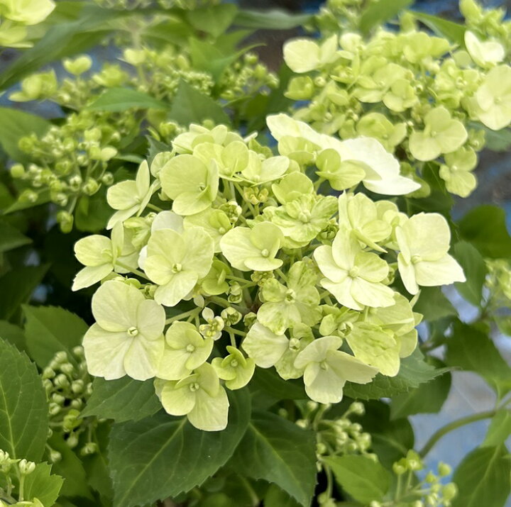 楽天市場】【屋外管理苗】ラグランジア シャンデリーニ 5号鉢植え【24 