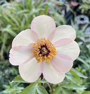 B䉖i}VEVNNj4.5c(d06)