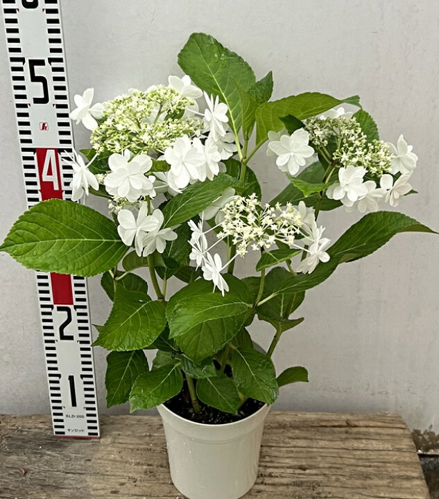 楽天市場】【花咲き過ぎ】アジサイ（紫陽花・あじさい） ウェディング 