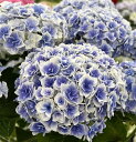 【花咲き過ぎ・花傷み】アジサイ（紫陽花・あじさい）　恋の魔法（コイノマホウ）ブルー（パープル）　5号鉢【25年入荷株】