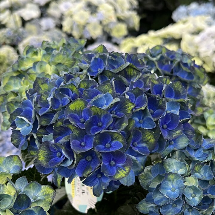 楽天市場】【屋外管理苗・花芽なし】アジサイ（紫陽花・あじさい 