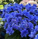 【花咲き過ぎ・秋色】アジサイ（紫陽花・あじさい）　卑弥呼（ヒミコ）5号鉢植え【25年入荷株】